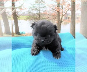 Shiranian Puppy for sale in INDIANAPOLIS, IN, USA