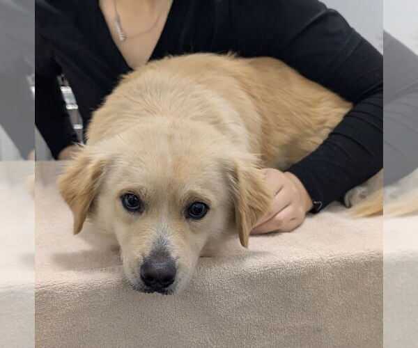 Medium Photo #1 Chihuahua-Unknown Mix Puppy For Sale in Chico, CA, USA