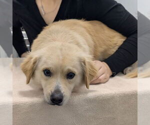 Chihuahua-Unknown Mix Dogs for adoption in Chico, CA, USA