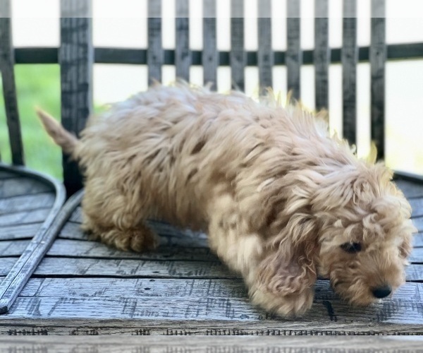 Medium Photo #5 Cavapoo (Miniature) Puppy For Sale in DUNDEE, OH, USA