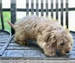 Small #4 Cavapoo (Miniature)