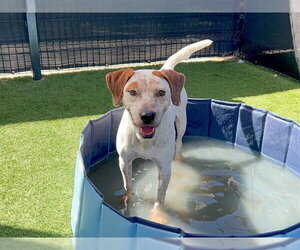 Pointer-Unknown Mix Dogs for adoption in Orange, CA, USA