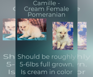Pomeranian Puppy for sale in AZLE, TX, USA
