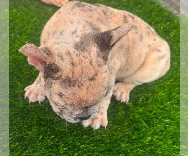 Medium Photo #7 French Bulldog Puppy For Sale in PRINCETON, WV, USA