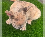 Small #6 French Bulldog