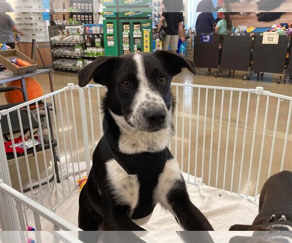 Medium Photo #3  Puppy For Sale in , 