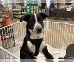 Small Photo #1 Mutt Puppy For Sale in Poplar Bluff, MO, USA