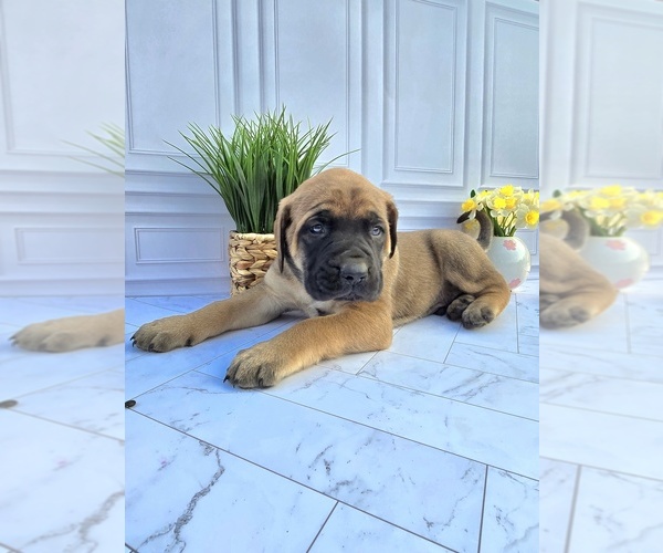 Medium Photo #4 Mastiff Puppy For Sale in GOSHEN, IN, USA