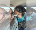 Small #1 Collie Mix