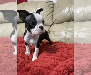Boston Terrier Puppy for sale in BRISTOL, TN, USA