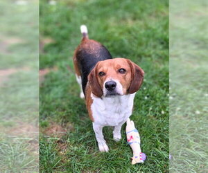 Turbo - Male Beagle Dog for Adoption - Photo #5
