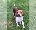 Small Photo #5 Beagle Puppy For Sale in Brookville, OH, USA