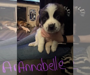Saint Bernard Puppy for sale in HANNIBAL, MO, USA
