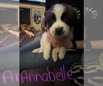 Image preview for Ad Listing. Nickname: Annabelle