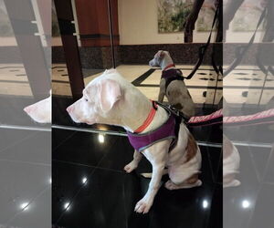 Tower - Female Catahoula Leopard Dog-Unknown Mix Dog for Adoption - Photo #2