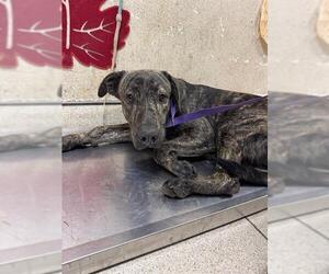 Mutt Dogs for adoption in Riverside, CA, USA