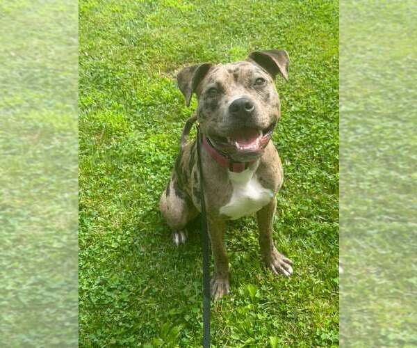 Medium Photo #2 American Pit Bull Terrier-Unknown Mix Puppy For Sale in Waterloo, IA, USA