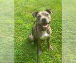 Small #1 American Pit Bull Terrier Mix