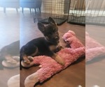 Small Photo #4 German Shepherd Dog Puppy For Sale in NEW PORT RICHEY, FL, USA