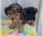 Small Shih Tzu Mix