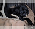 Small Photo #18 Labrador Retriever Puppy For Sale in STROUD, OK, USA