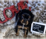 Small Photo #4 Cavalier King Charles Spaniel Puppy For Sale in ABILENE, TX, USA