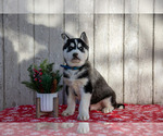 Puppy Jaydin Siberian Husky