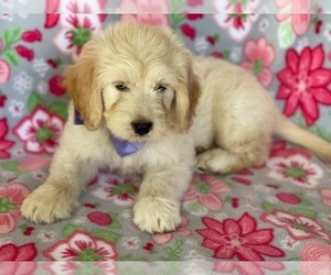 Goldendoodle (Miniature) Puppy for sale in LANCASTER, PA, USA