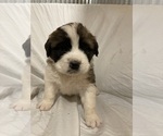 Small #1 Saint Bernard