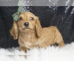 Small #4 Dachshund