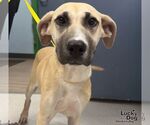 Small Labrador Retriever Mix