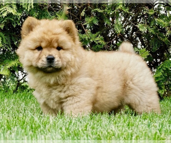 Medium Photo #4 Chow Chow Puppy For Sale in NAPPANEE, IN, USA