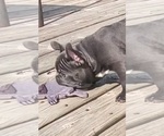 Small #10 French Bulldog