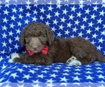 Small Photo #2 Aussiedoodle Puppy For Sale in PORT DEPOSIT, MD, USA