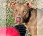 Small #2 Staffordshire Bull Terrier Mix