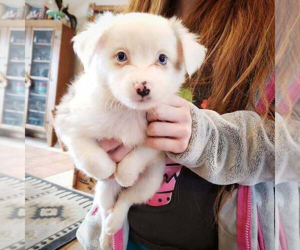 Medium Photo #1 Miniature Australian Shepherd Puppy For Sale in MILTON, WI, USA