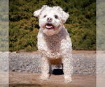 Small #3 Poodle (Miniature)