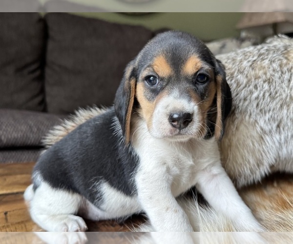 Medium Photo #1 Beagle Puppy For Sale in FORDLAND, MO, USA