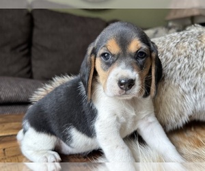 Beagle Puppy for sale in FORDLAND, MO, USA