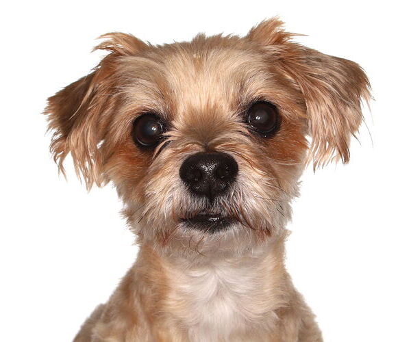 Medium Photo #1 ShihPoo Puppy For Sale in Oakland Park, FL, USA