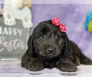 Goldendoodle (Miniature) Puppy for sale in LANCASTER, PA, USA