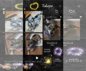 Talaya - Female Chiweenie Dog for Adoption - Photo #4