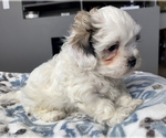 Small Photo #3 Zuchon Puppy For Sale in GALENA, NV, USA