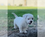 Small Photo #4 French Bulldog-Maltese Mix Puppy For Sale in BAKERSFIELD, CA, USA