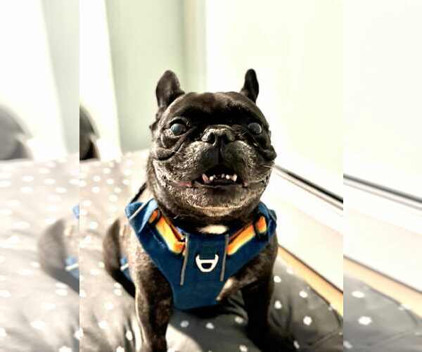 Medium Photo #2 French Bulldog Puppy For Sale in Catasauqua, PA, USA