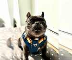 Small #1 French Bulldog