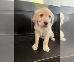 Puppy Teal Golden Retriever