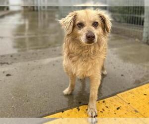 Mutt Dogs for adoption in Martinez, CA, USA