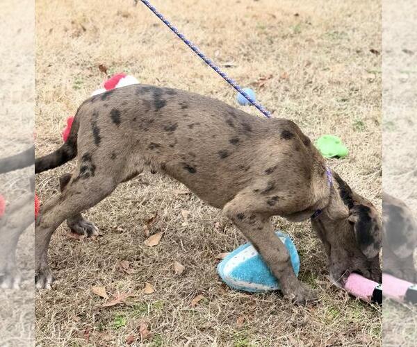 Medium Photo #2 Aussiedor Puppy For Sale in Yardley, PA, USA