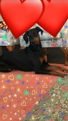 Doberman Pinscher Puppy for sale in ANDOVER, KS, USA